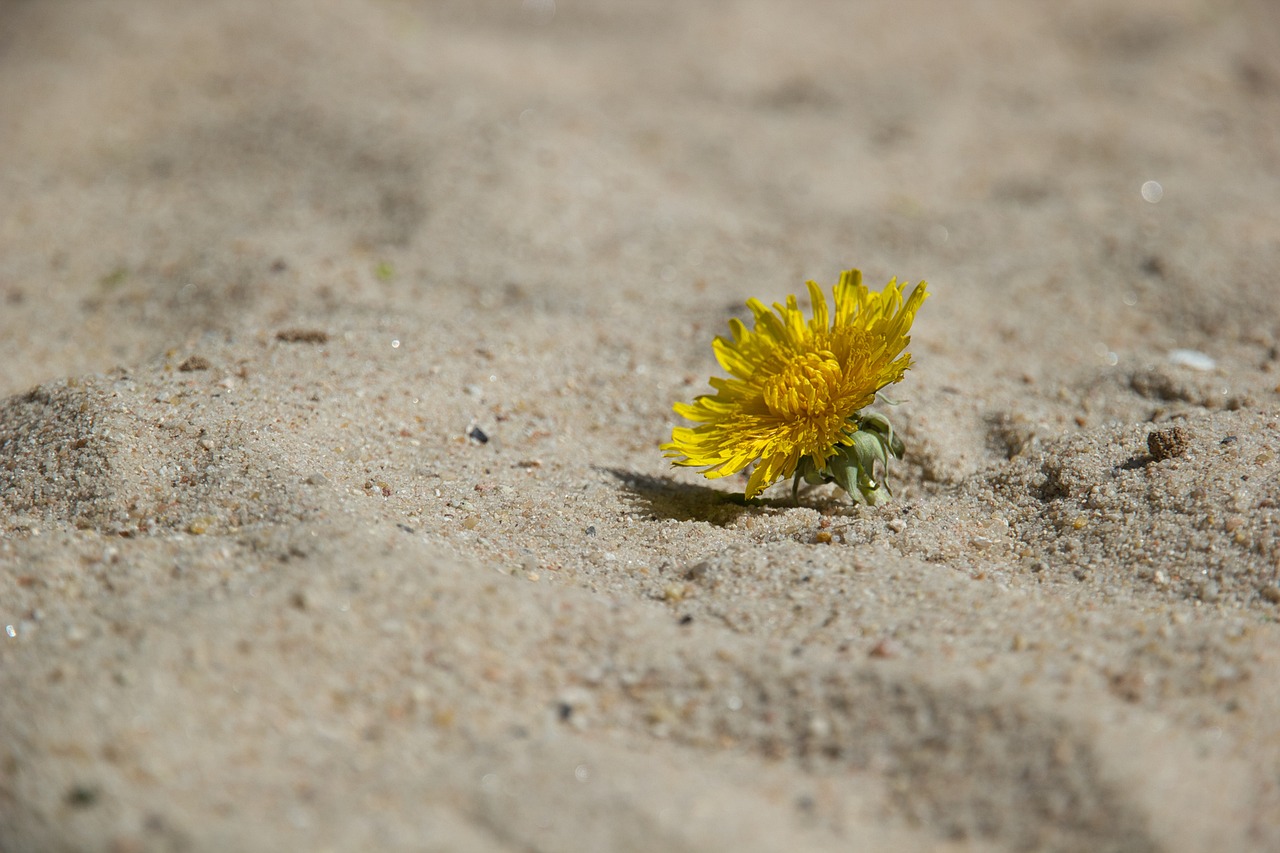 How Resilience Shapes our Ability to Handle Change?